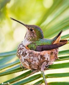 a small bird sitting on top of a palm tree