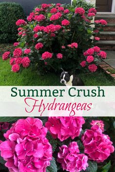 pink flowers and green grass with the words summer crush hydrangeas in front of it