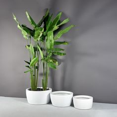 three planters sitting on top of a white table next to a potted plant