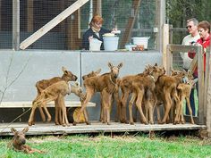 a group of baby deer standing on top of a wooden platform next to an adult