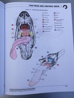 an open book showing the anatomy of a dog's head and mouth with diagrams