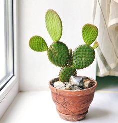 a small cactus in a clay pot on a window sill next to a window