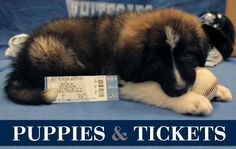 a puppy laying on top of a bed next to a stuffed animal ball and ticket