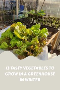 some vegetables are growing in a greenhouse with text overlay that reads 13 tasty vegetables to grow in a greenhouse in winter