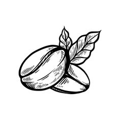 almonds with leaves on white background hand drawn sketch illustration stock illustration 947986