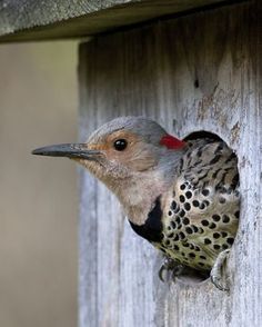 a woodpecker is poking its head out of a birdhouse door and looking for food