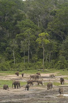 a herd of elephants standing on top of a lush green field next to a forest