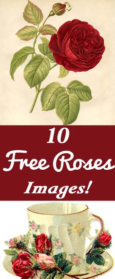 the top 10 free roses images are in this postcard, and there is an image of a rose with leaves on it