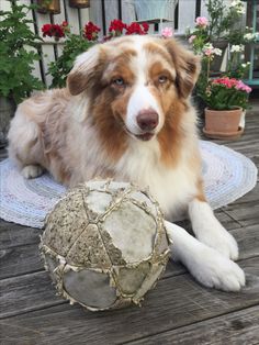 a brown and white dog laying on top of a wooden deck next to a ball