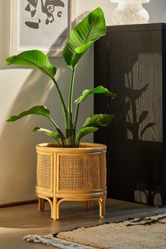 a potted plant sitting on top of a wooden table next to a framed painting