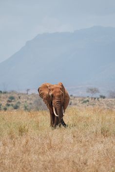 an elephant standing in the middle of a dry grass field with mountains in the background