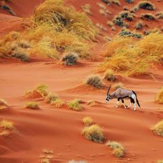 an antelope walking through the desert with grass and bushes in the foreground