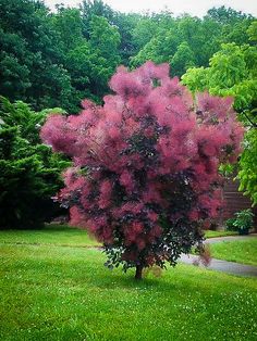 a pink tree in the middle of a green yard