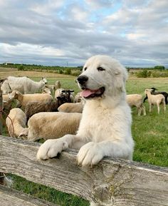 a large white dog sitting on top of a wooden fence next to a herd of sheep