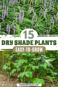 lavender plants with text overlay that reads 15 dry shade plants easy to grow