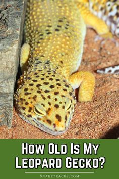 a leopard gecko sitting on top of a tree trunk with the caption how old is my leopard gecko?