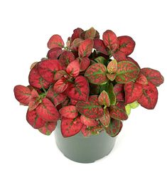 a potted plant with red and green leaves