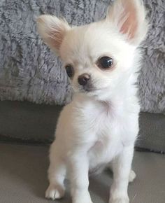 a small white dog sitting on top of a couch