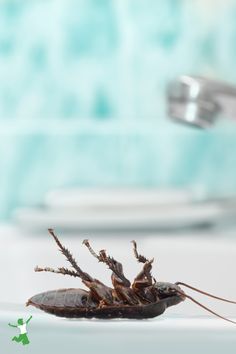 a bed bug crawling on top of a bathroom sink next to a faucet