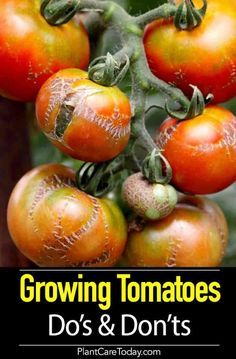 tomatoes growing on the vine with text overlay reading growing tomatoes dos and don'ts