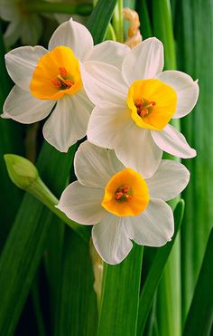 three white and yellow flowers with green stems