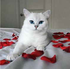 a white cat with blue eyes laying on a bed covered in red rose petal petals