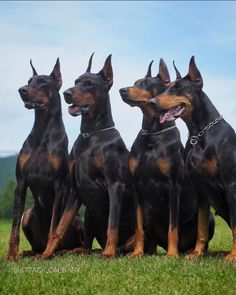 four black and brown doberman dogs sitting in the grass