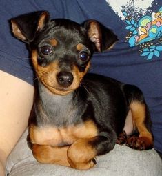 a small black and brown dog sitting on top of a person's lap,