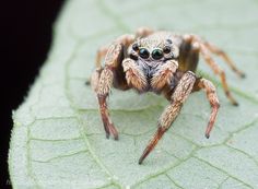 a close up of a spider on a leaf