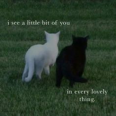 Webweaving Love, Love Poetry Aesthetic, Feline Poetry, Pure Love Aesthetic, I Only See You, Animal Poems, Obsessed With Her, Under Your Spell, Unspoken Words