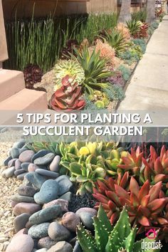 some plants and rocks with the words 5 tips for planting a succulent garden