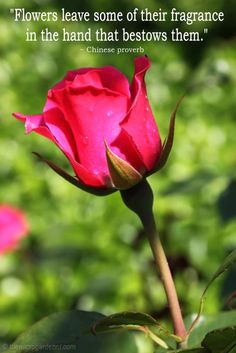 a pink rose with the quote flowers leave some of their fragrance in the hand that bestows them