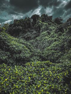 a lush green forest filled with lots of trees under a dark sky covered in clouds