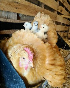 chickens are sitting in the hay and one is laying on top of another chicken's back