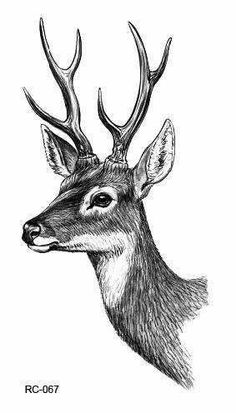 an ink drawing of a deer's head