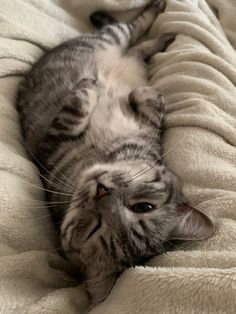 a gray and white cat laying on top of a bed