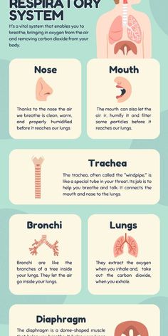 the anatomy of the human body and how to use it in order to know what they are