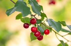 some red berries hanging from a tree branch