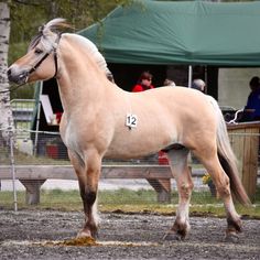 a brown horse standing on top of a dirt field