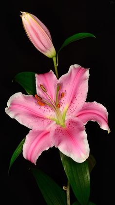 a pink flower with green leaves on a black background