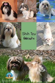 shih tzu haircuts for dogs and cats are shown in four different pictures