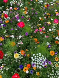 an assortment of wildflowers and daisies in a field