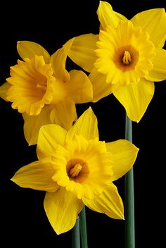 three yellow daffodils with green stems in the foreground and black background