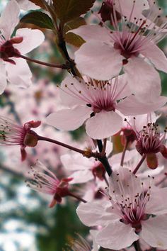 pink flowers are blooming on the branches of trees