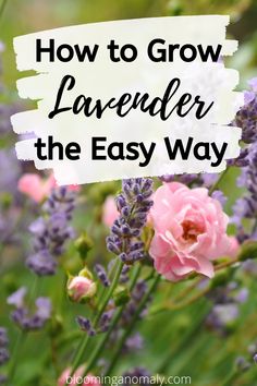 lavender flowers with text overlay how to grow lavender the easy way