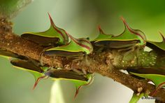 a group of green and red bugs on a tree branch