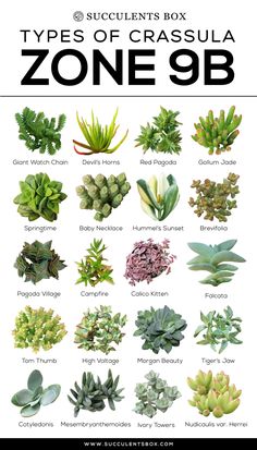 the different types of plants that are in this poster