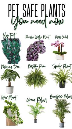 the different types of plants that you can grow in your houseplants are shown here