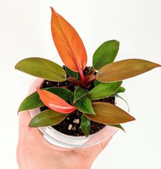 a hand holding a small potted plant with red and green leaves