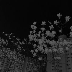 black and white photograph of flowers in front of tall buildings at night with dark sky